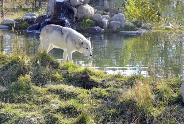 Wolves in National Parks - Parkcation