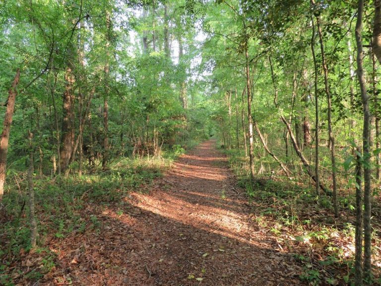 Bannister Bridge Canoe Launch at Congaree National Park - Parkcation