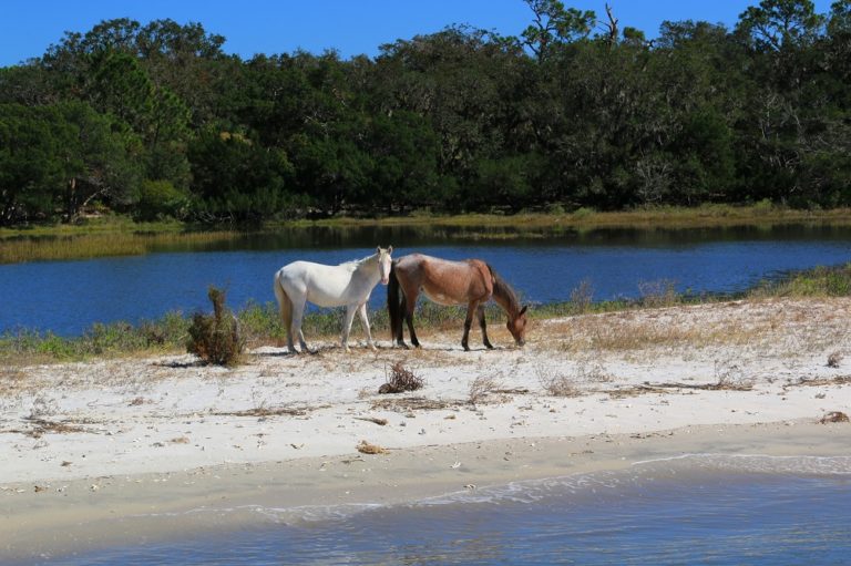 Cumberland Island National Seashore - Parkcation