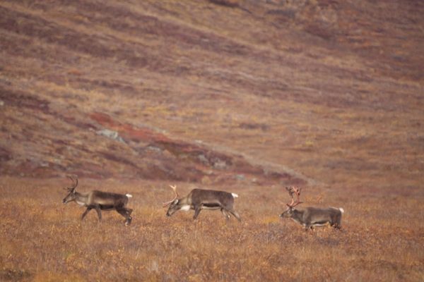 Gates of the Arctic National Park - Parkcation